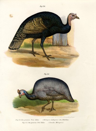 Wilder Truthahn, 1864 von German School